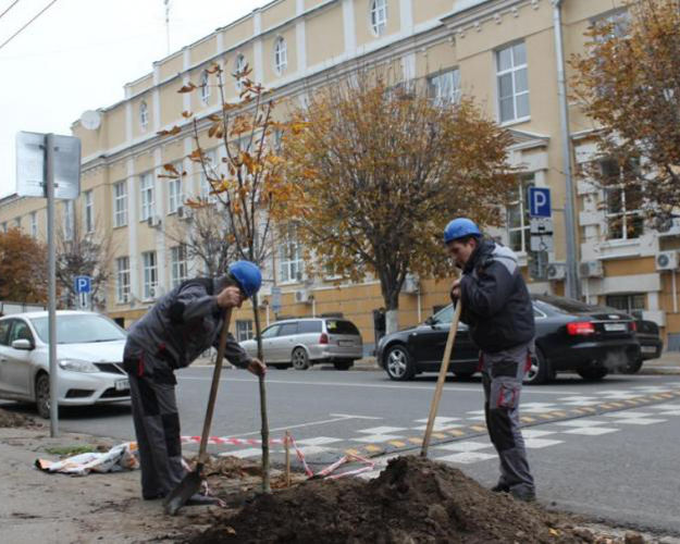 В Рязани на улице Радищева посадили 17 каштанов